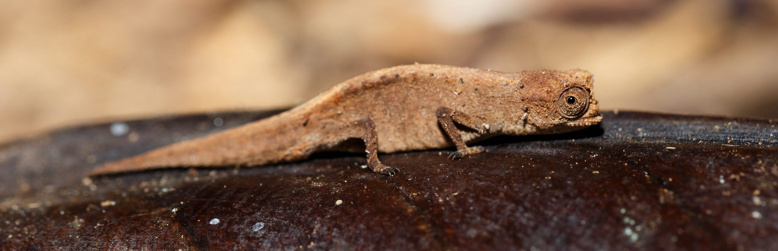 Piccolo camaleonte endemico del Madagascar, Brookesia minima o micra. Questo camaleonte si trova nel parco nazionale di Lokobe; in questa foto è su una foglia che è dieci volte più grande del minuscolo camaleonte