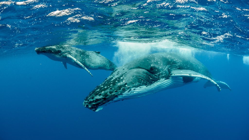 Two Humpback Whale, mother and baby, swimming in the waters of Nosy Be