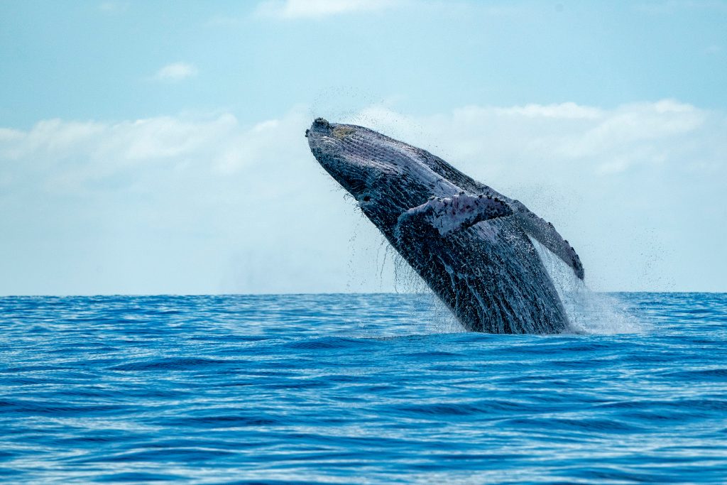 Humpback whale jumping from the waters of Nosy Be