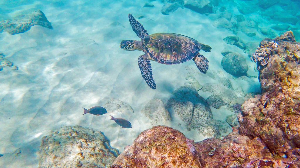 Green sea turtle glides effortlessly though clear blue tropical