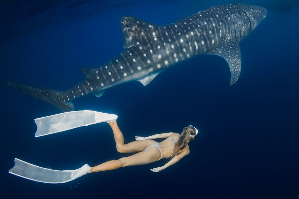 Whale shark and a tourist swimming in the waters of Nosy Be close to each other