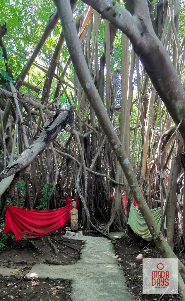 Ficus gigante sacro di Nosy Be. Questo albero ha 200 anni ed è un luogo sacro per i malgasci. L'albero è decorato con tessuti bianchi e rossi, che sono i colori che si possono trovare in tutti i luoghi religiosi del Madagascar.