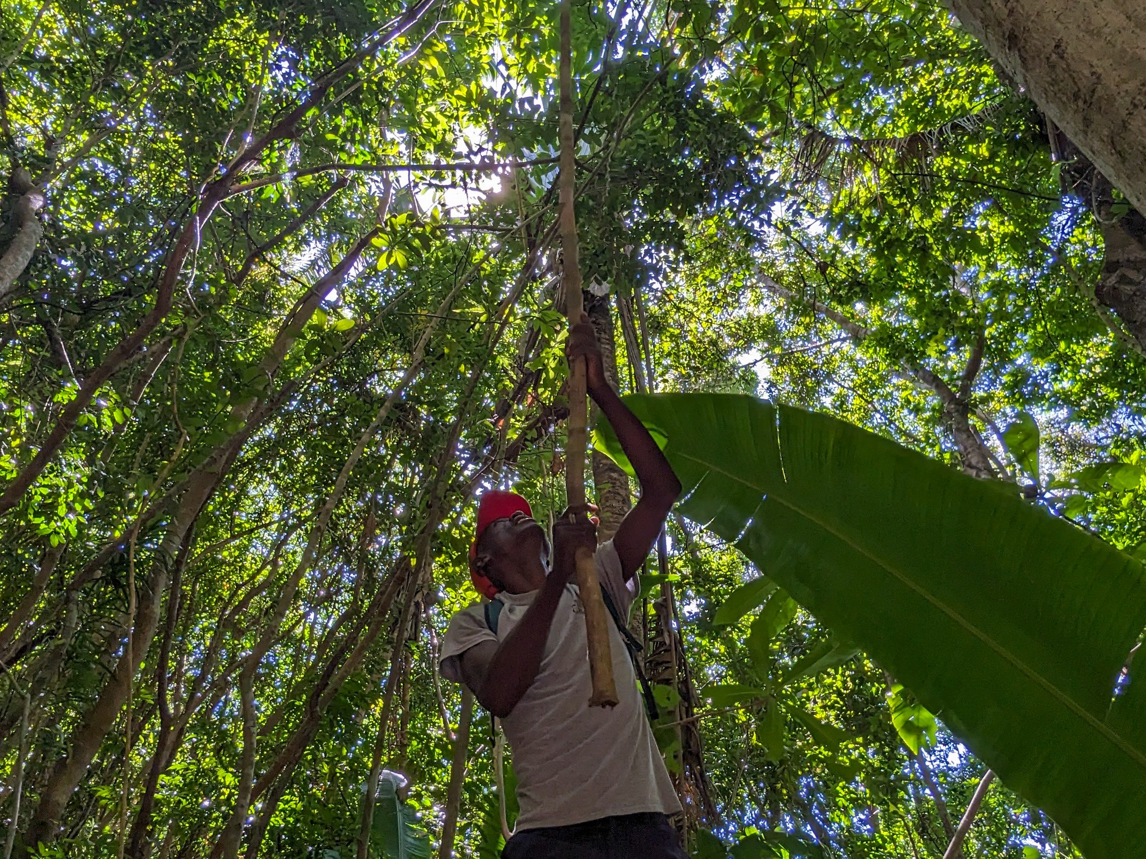 A local guide using a stick to gently get a leaf gecko closer to tourists. In the picture the full power of Lokobe's nature can be seen, with lush rainforest and beautiful green plants surrounding the sky.