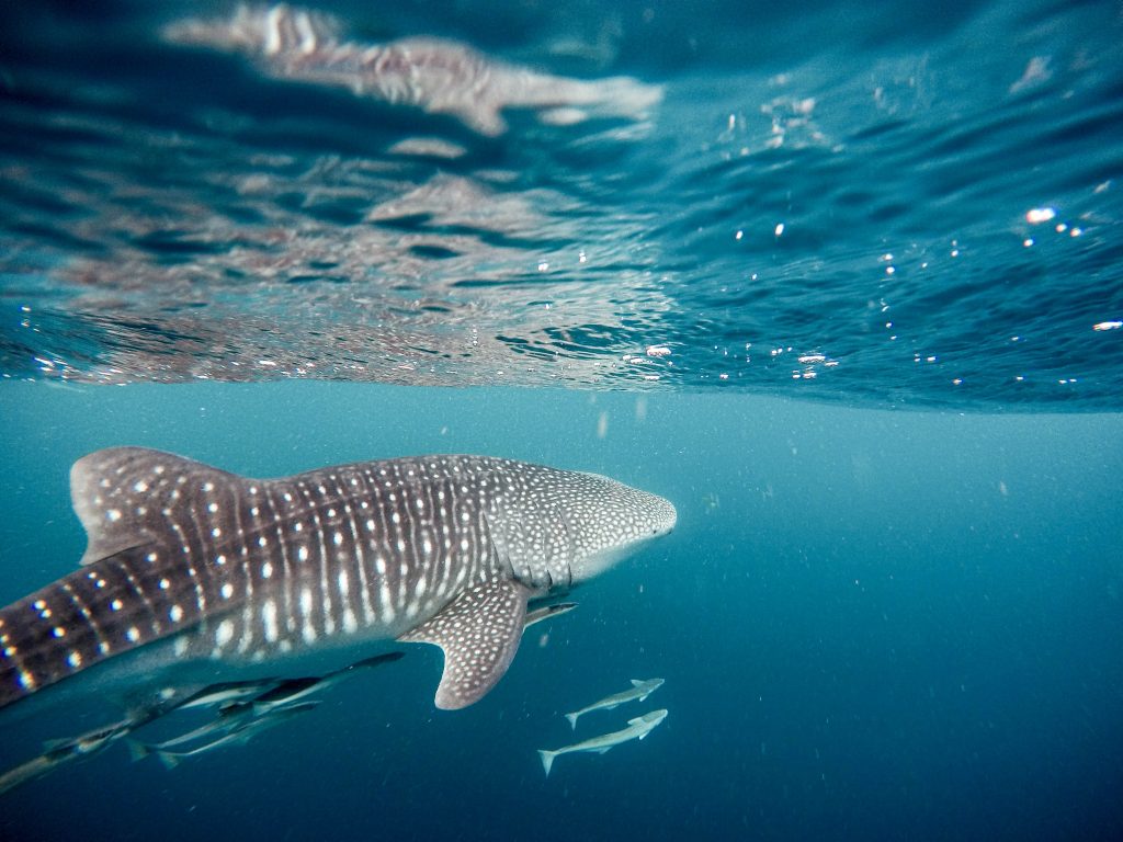 Whale shark and two smaller fishes swimming in the waters of Nosy Be