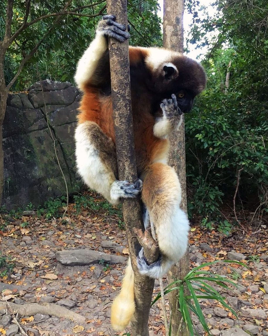 Crowned Sifaka Lemur, a lemur with creamy-white body, black face and golden brown chest
